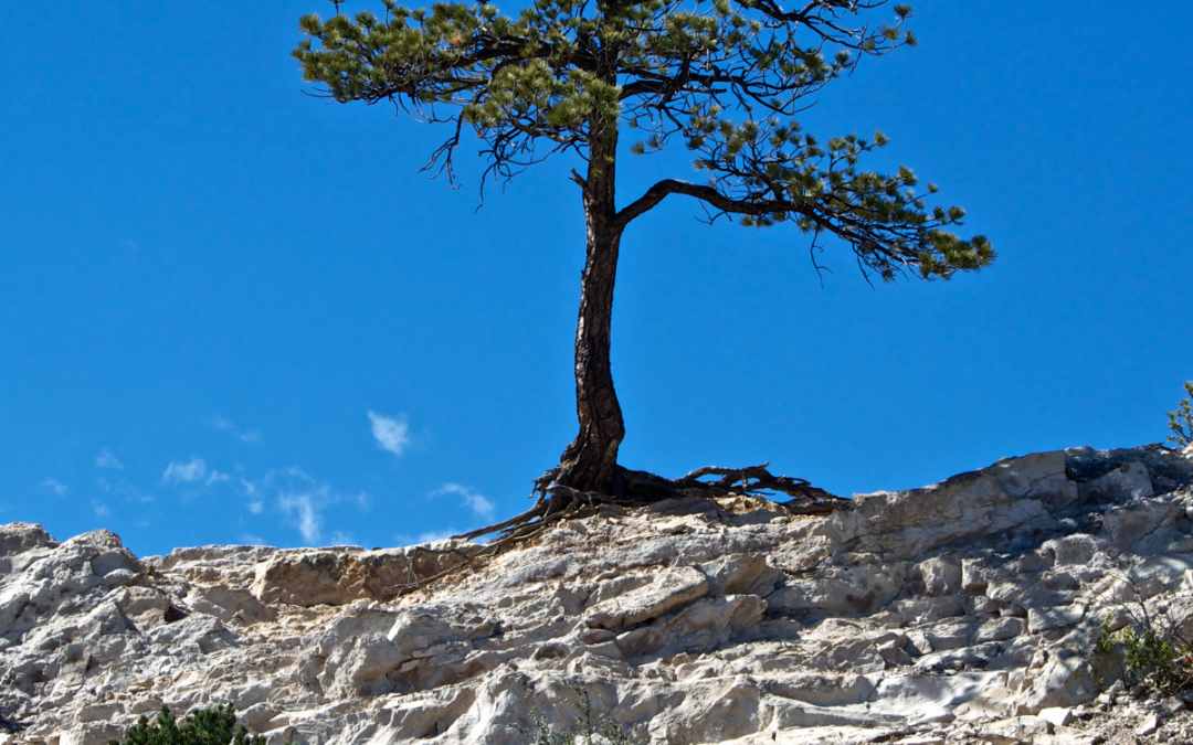 Building your job search resilience